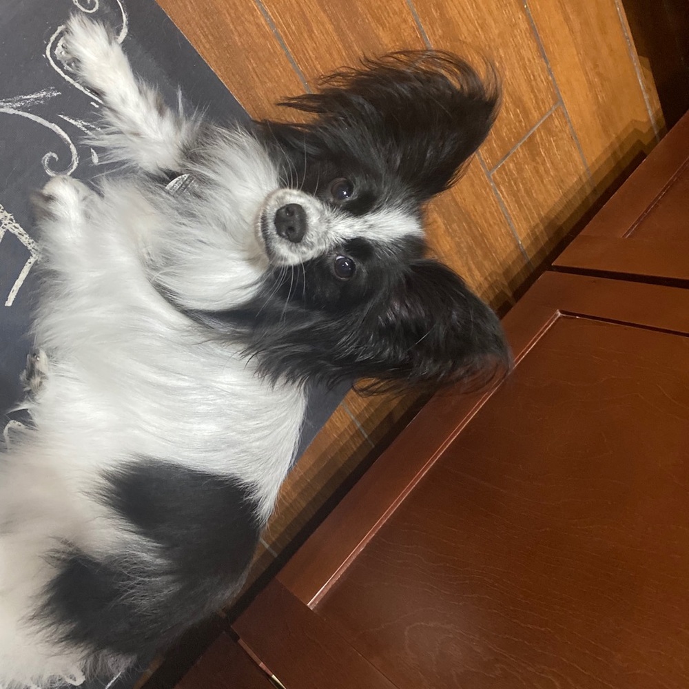 Meet your Posher, Sydney